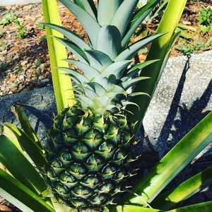 Meet your Posher, Alysha